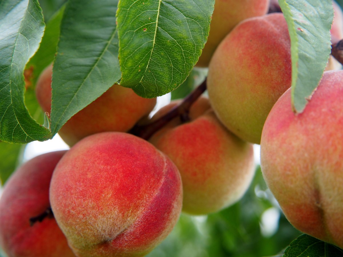 Regarding Fleshy Fruit: Does the Bible Really Say That?